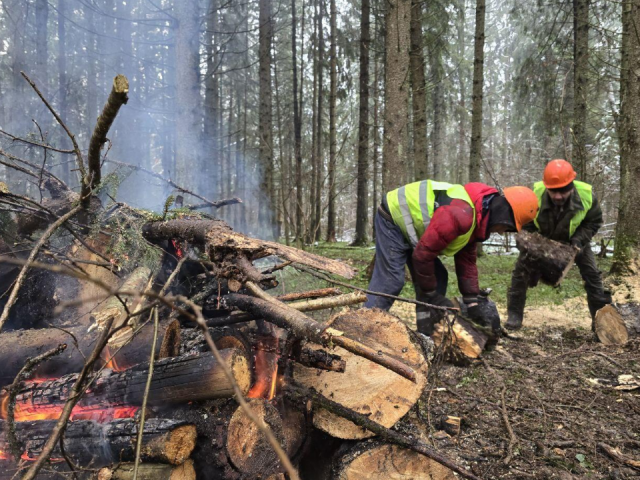 Леса Можайского округа очищают от больных деревьев: где пройдут санитарные вырубки