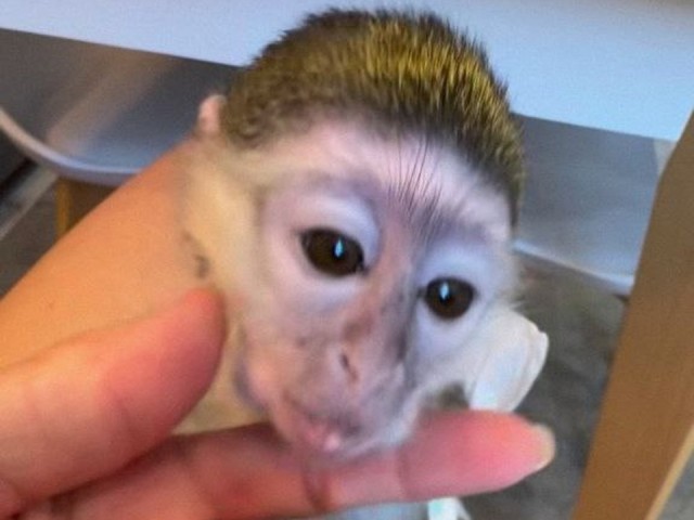 Врачи Раменской больницы спасли женщину от укуса тайской обезьяны