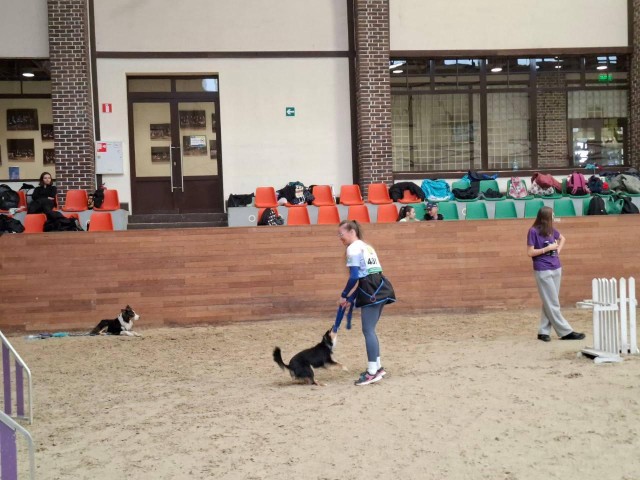 Собаки показывали силу и грацию на красочном шоу в Дмитрове: как прошли соревнования