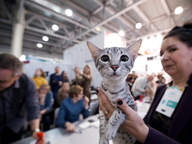 Без кота и жизнь не та: как выставка в Красногорске превращает любителей в счастливых хозяев