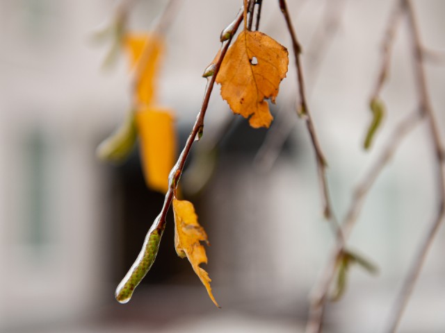 Неожиданный плюс в конце ноября: в Клину ожидается аномально теплая погода