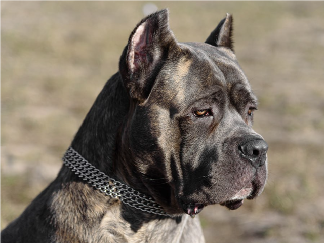 Мытищинцы пытаются освободить собак, запертых в машине на Юбилейной улице