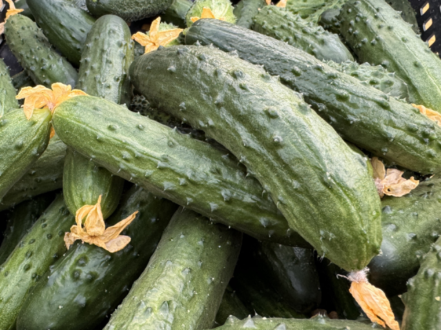 Солить огурцы в тыкве рекомендуют в музее Антона Чехова