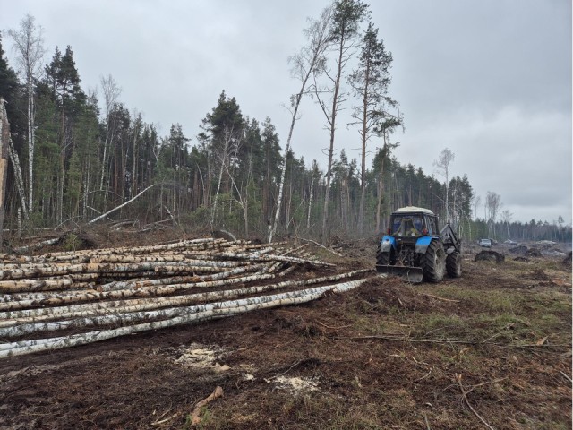 В Орехово-Зуеве продолжается санитарная рубка леса