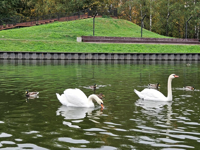В Центральном парке ловят лебедей, чтобы отвезти их на зимовку к заводчику