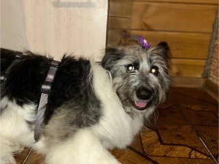 Спасенная из ямы собака нашла семью и новое счастливое начало