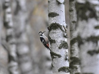 Возвращение исчезнувших видов: в Московском регионе нашли краснокнижных птиц и растения