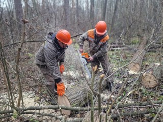 Около деревни Маришкино приведут в порядок 33 гектара леса