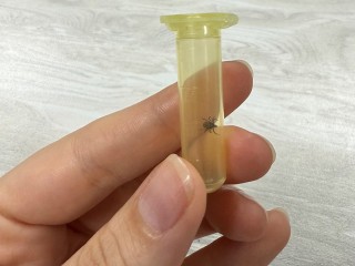 Клещи атаковали раньше срока: в Долгопрудном зафиксировали вторую волну укусов