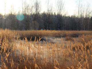 Экологи объяснили, что означает появление в лесах комаров в ноябре