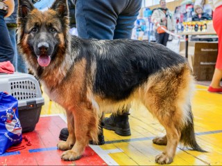 Сорвался с цепи: в деревне под Шаховской ищут хозяев сбежавшей собаки