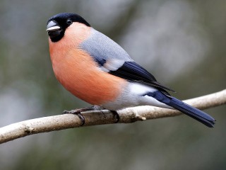 Символы Нового года уже на месте: снегири предсказали скорое похолодание