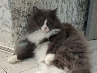 Видновские зооволонтеры спасают диких котят, которым грозила расправа