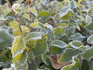 Талдом стал «полюсом холода» Подмосковья на фоне первых арктических морозов в России
