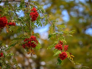 Шеф-повар из Наро-Фоминска поделился секретом, как сделать из ягод рябины деликатес