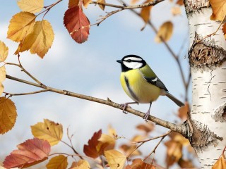 Народные приметы на Синичкин день 12 ноября: что нельзя делать сегодня на Зиновия