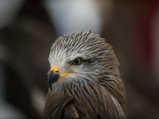 Климатический сюрприз: птицы устроили забастовку против перелетов на юг