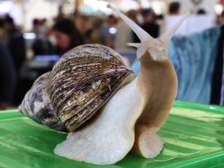 Без кастинга! Улиток-актеров для безумного театрального эксперимента ищут в Балашихе