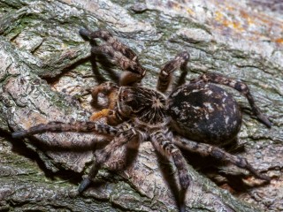 Опасные пауки в Египте: туристов из Подмосковья предупредили о рисках на отдыхе