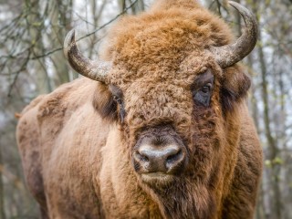 Планы на выходные: день рождения заповедника зубров, открытие крутой выставки и фестиваль