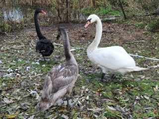 Пропавших загадочным образом лебедей разыскивает фермер в Клину