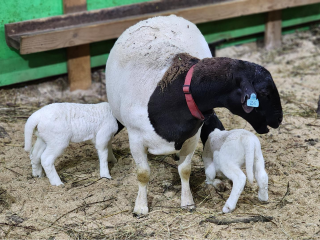 Рузские фермеры готовят к зимовке уникальных африканских овец
