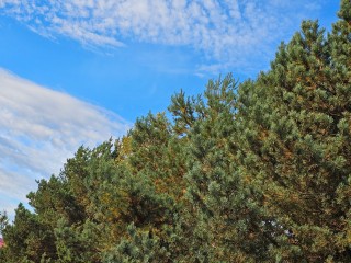 Относительно теплая для ноября температура сохранится в Подмосковье еще неделю