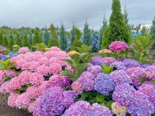 Правильные соседи для гортензии: подмосковный садовод рассказала, как подготовиться к новому сезону