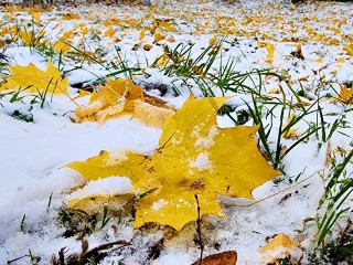 Первый снег выпадет через неделю в Подмосковье