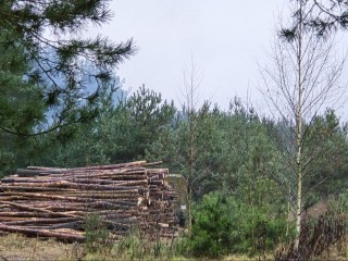 Последствия урагана убирают коломенские лесники