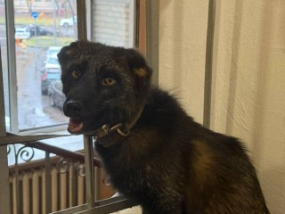 Лисы домашними не бывают: зверь вырвался в подъезд и напугал жильцов ЖК