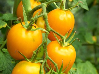 Одно семечко в ноябре — и в вашей теплице весной вырастут небоскребы с золотыми помидорами