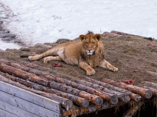 Царская потеха на снегу: как львы клинского приюта встретили первый снегопад