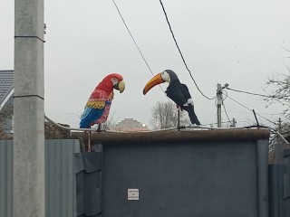 Тукана и какаду заметили на севере Электростали