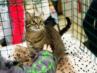 Как по мяуканью кошки определить погоду на год: приметы на 14 ноября 2025 года