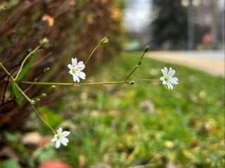 Летнее «лакомство северных оленей» неожиданно расцвело в каширском парке