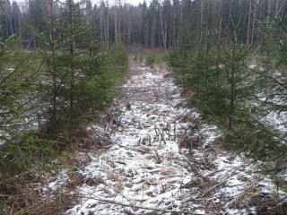 Лес сохранит разнообразие: в Наро-Фоминске убирают нежелательные деревья и кустарники