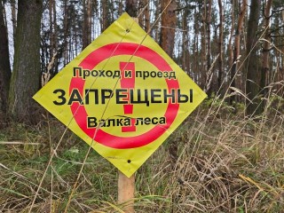 Ветви не оставляют просто так: зачем в лесу под Коломной жгут костры?