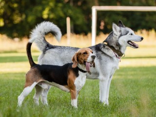 Собака, которая ведет по жизни: как незрячим жителям Подмосковья бесплатно получить четвероногого проводника