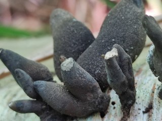 Гриб «пальцы мертвеца» обнаружен в Подмосковье: какие особенности имеет ксилярия многообразная