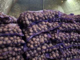 Умный склад и ранний посев: как в Клину будут выращивать в два раза больше картофеля