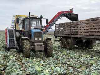«Борщевой набор» по-луховицки: фермерское хозяйство из Луховиц завершило уборку овощей