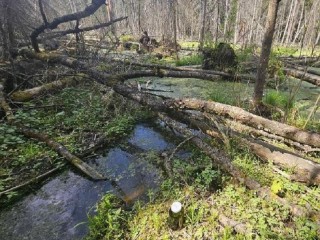 Восемь участков у ручья: что скрывается за нарушениями компании в Дзержинском