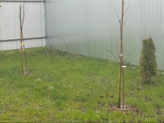 Садовод из Истры спасает плодовые саженцы от нашествия мышей мусором