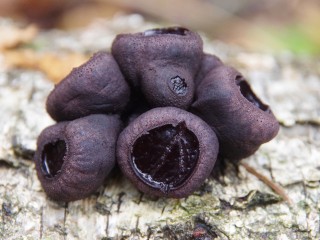 Загадочные черные «блюдца» обнаружили в заповеднике под Серпуховом