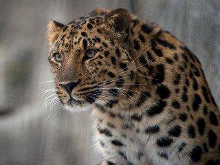 В клинском приюте пантерам и леопардам устроили неделю сюрпризов