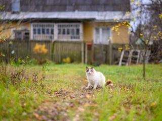 Тайную дачу Людмилы Гурченко в Наро-Фоминске снесли новые хозяева