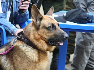 Настоящий боевик: молодые режиссеры стали свидетелями спецоперации кинологов