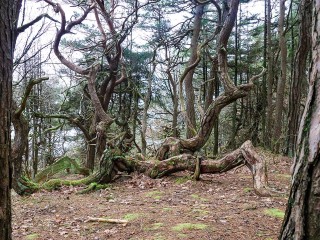 Как выжить в ноябрьском лесу Электрогорска