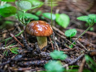 Грибной бум в Подмосковье: ноябрьские дожди подарили тонны рядовок, маслят и вешенок — червивых вообще нет